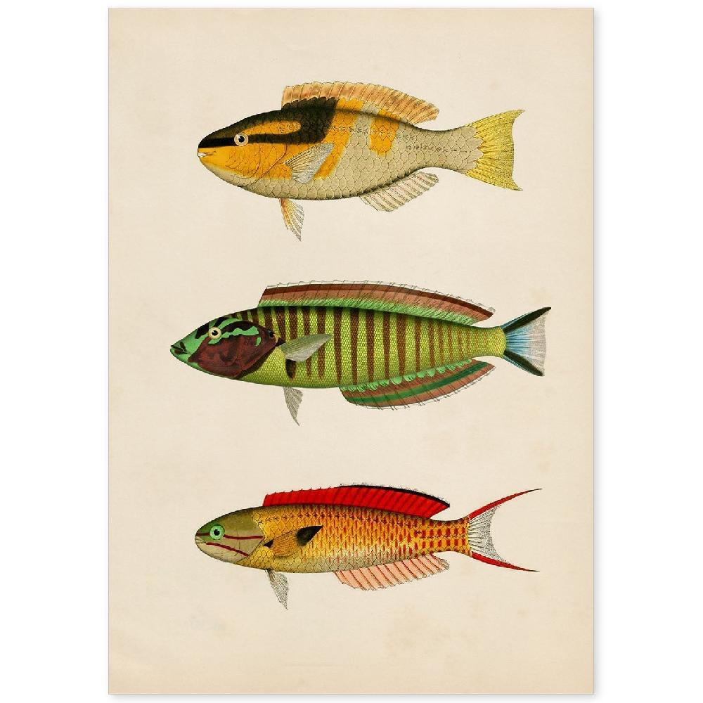 nacnic Lámina Vintage de Tres Peces Multicolor