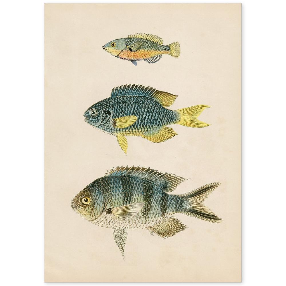 nacnic Lámina Vintage de Tres Peces Multicolor