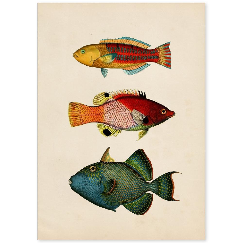 nacnic Lámina Vintage de Tres Peces Multicolor