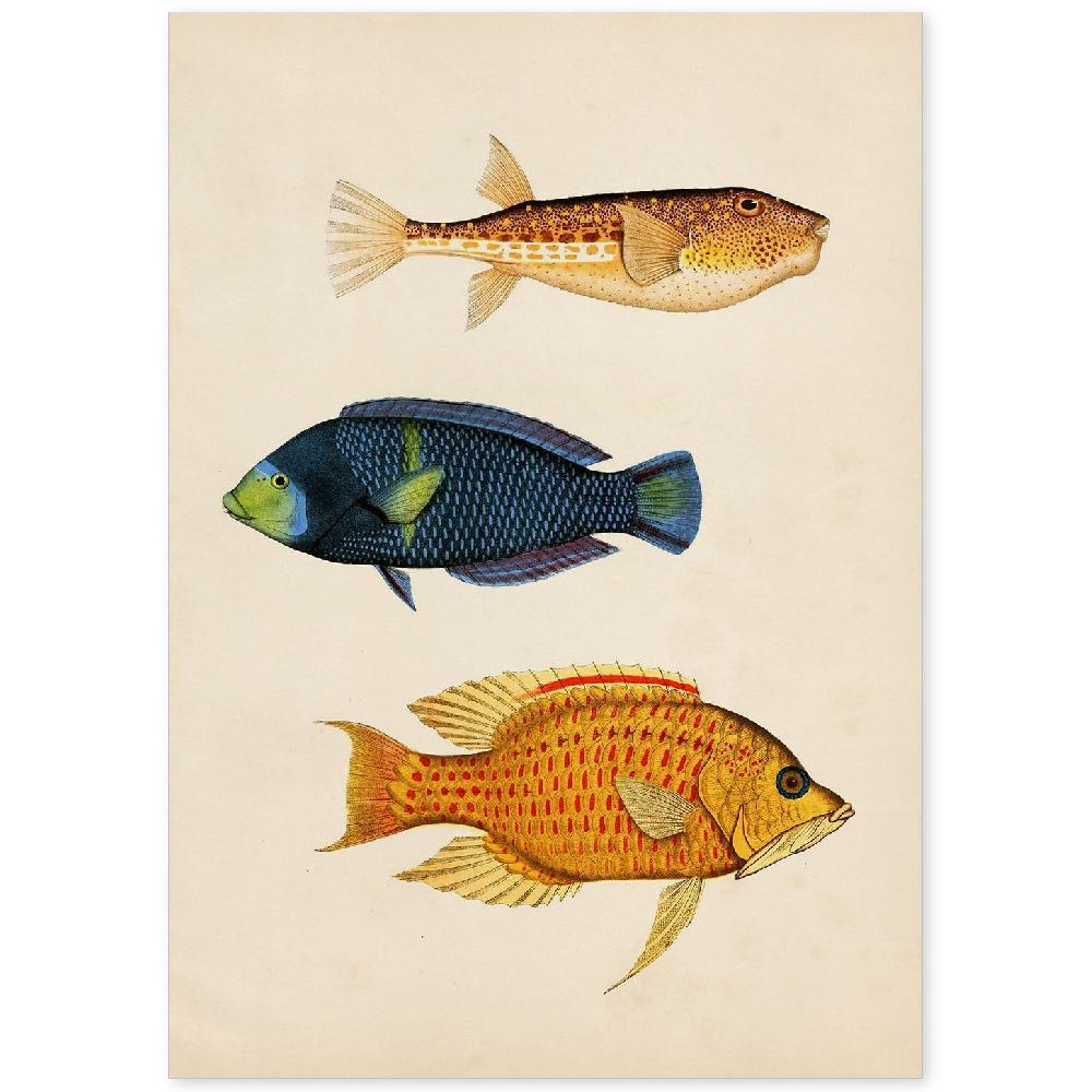 nacnic Lámina Vintage de Tres Peces Multicolor