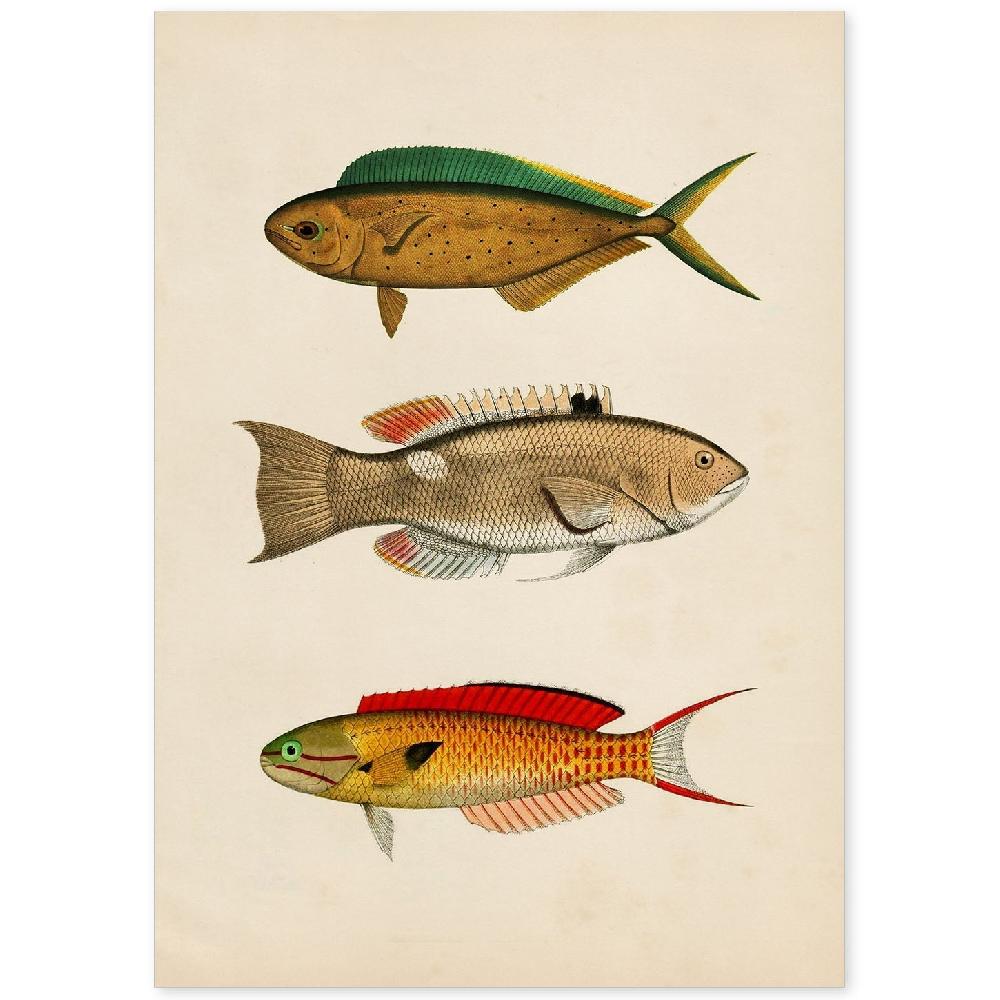 nacnic Lámina Vintage de Tres Peces Multicolores