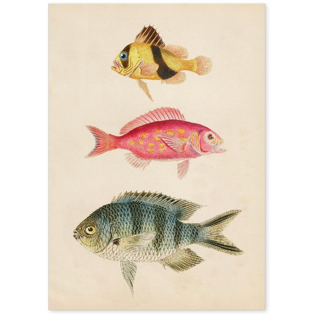 nacnic Lámina vintage de tres peces multicolores