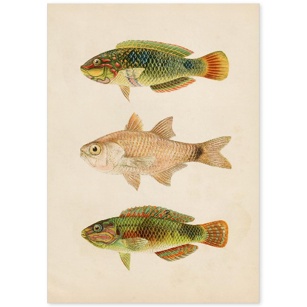 nacnic Lámina Vintage de Tres Peces Verdes Marrón