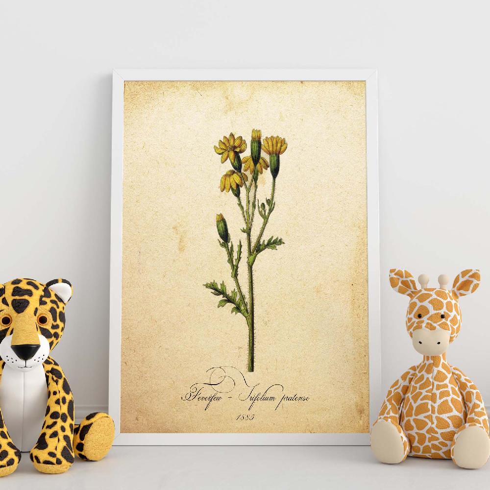 Nacnic Lámina Vintage De Trifolium Pratense