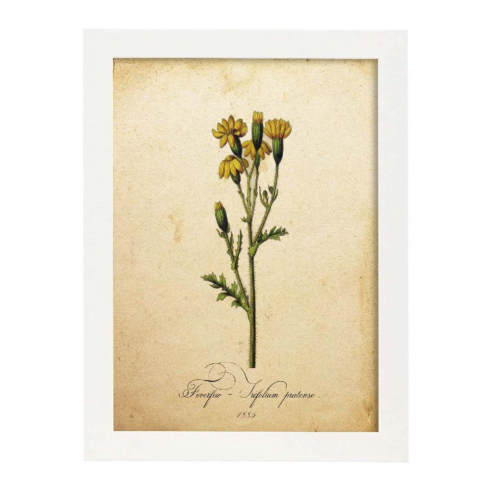 Nacnic Lámina Vintage De Trifolium Pratense