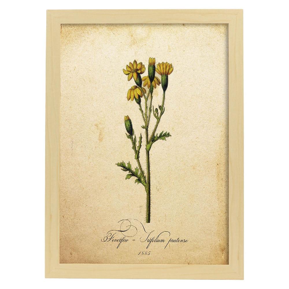 Nacnic Lámina Vintage De Trifolium Pratense