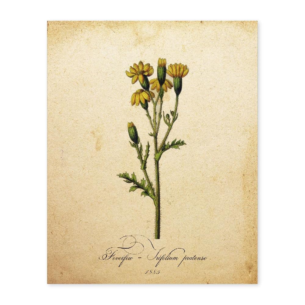 nacnic Lámina Vintage de Trifolium Pratense