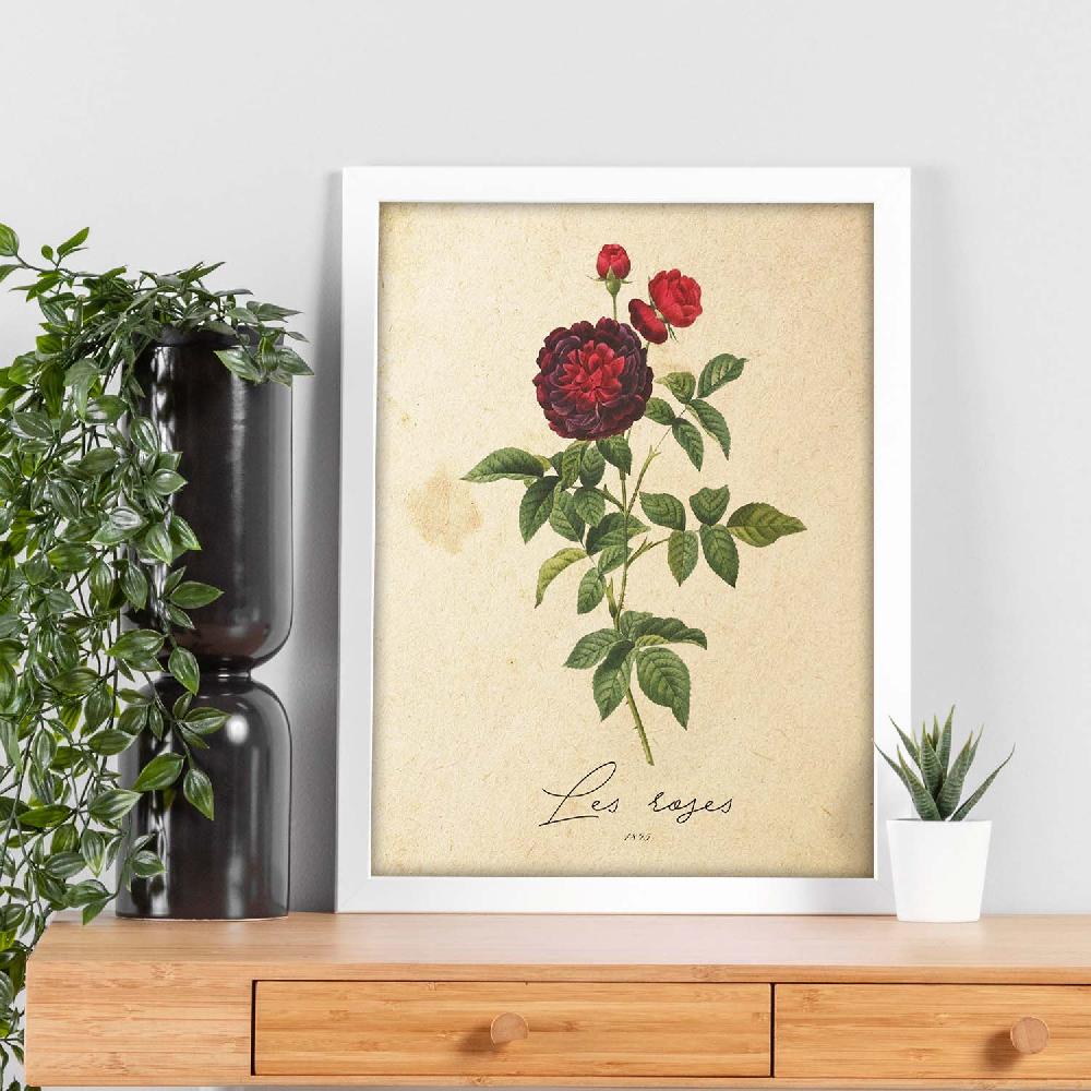 Nacnic Lámina Vintage Les Roses 2