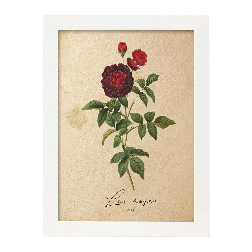 Nacnic Lámina Vintage Les Roses 2