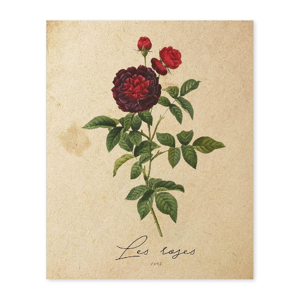 nacnic Lámina Vintage Les Roses 2