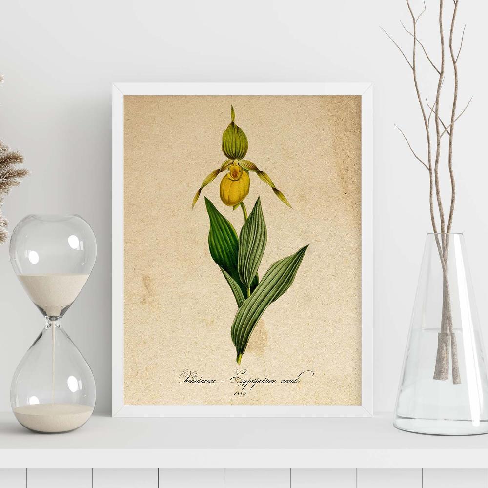 Nacnic Lámina Vintage Orchidaceae Amarilla