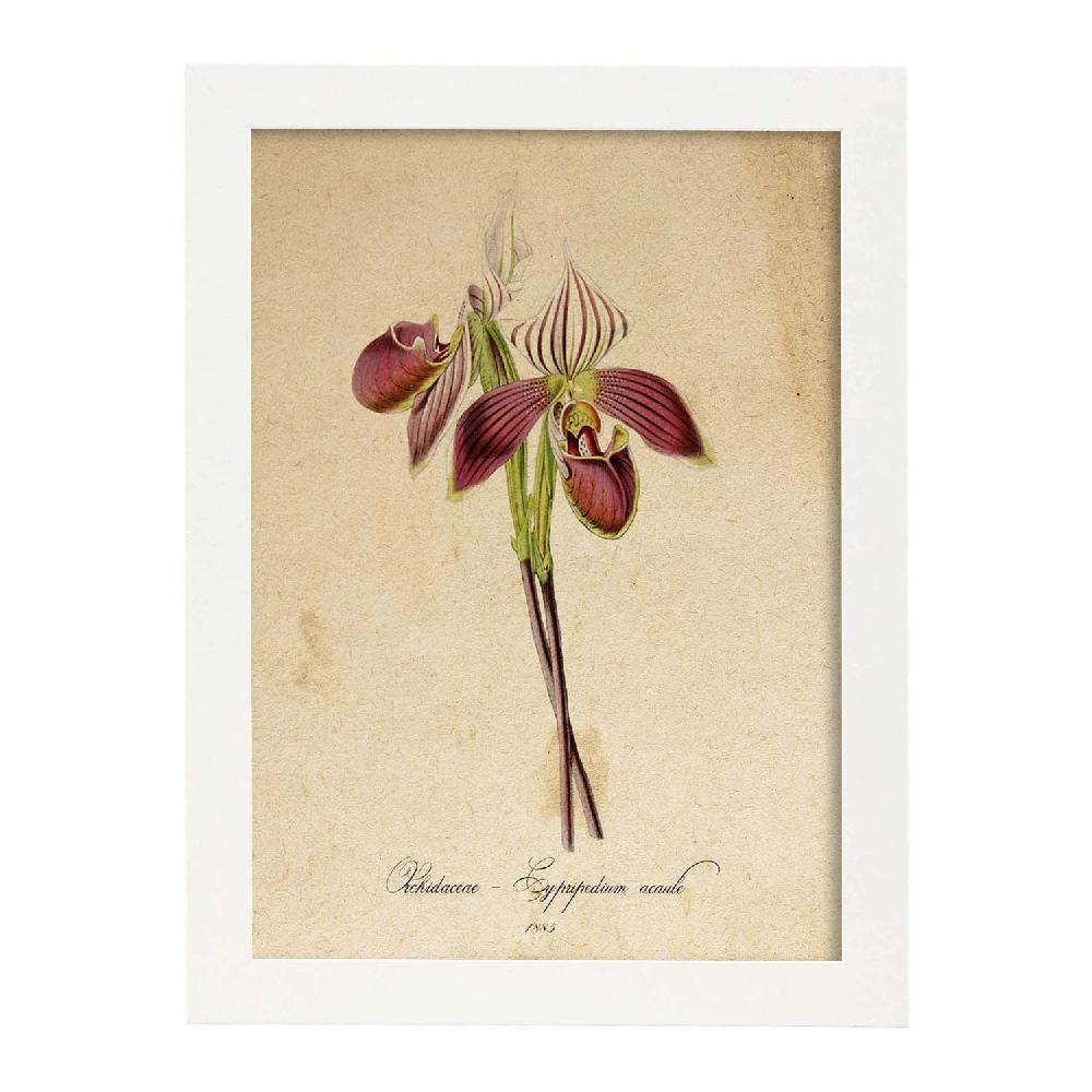 Nacnic Lámina Vintage Orchidaceae Amarilla 2