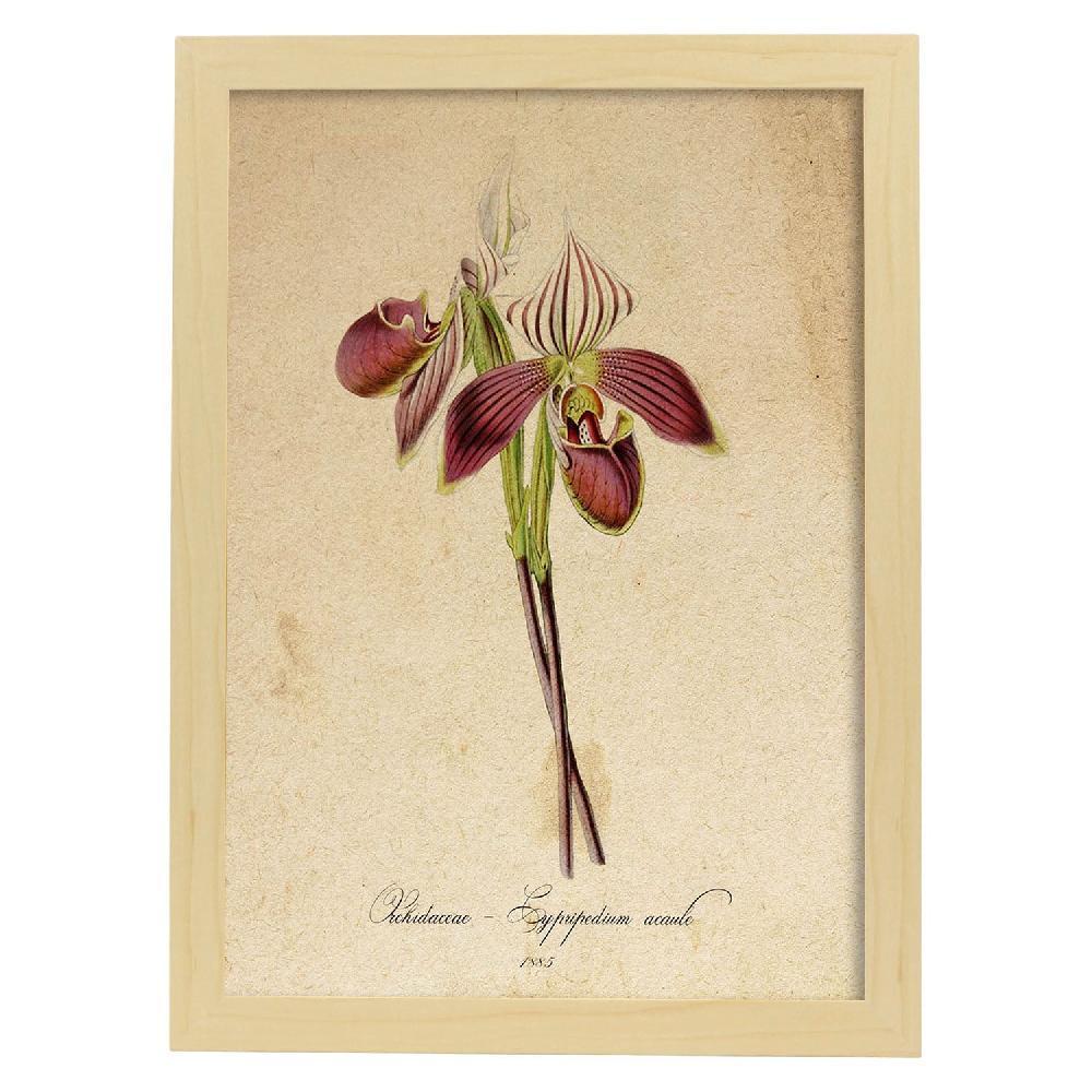 Nacnic Lámina Vintage Orchidaceae Amarilla 2
