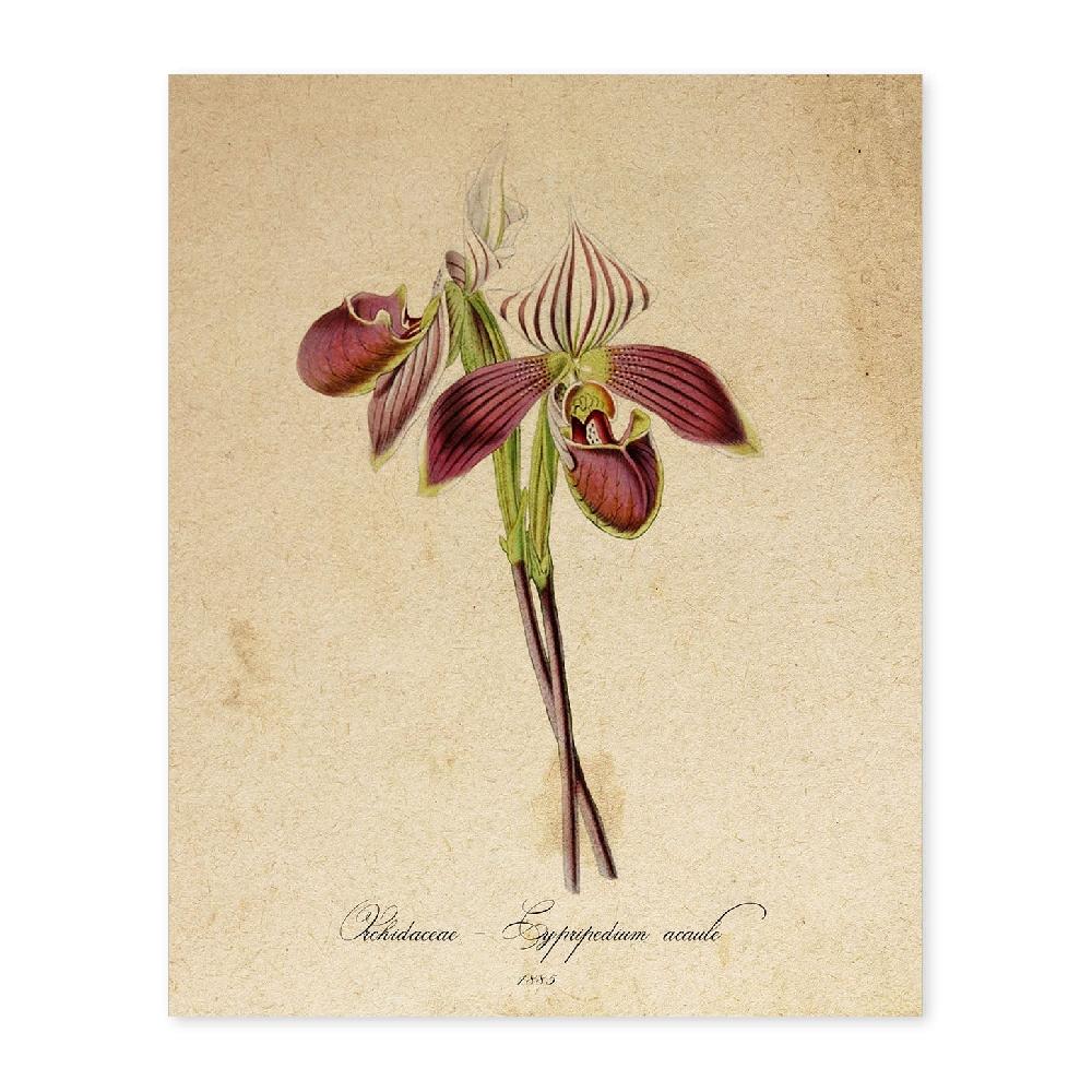 nacnic Lámina Vintage Orchidaceae Amarilla 2
