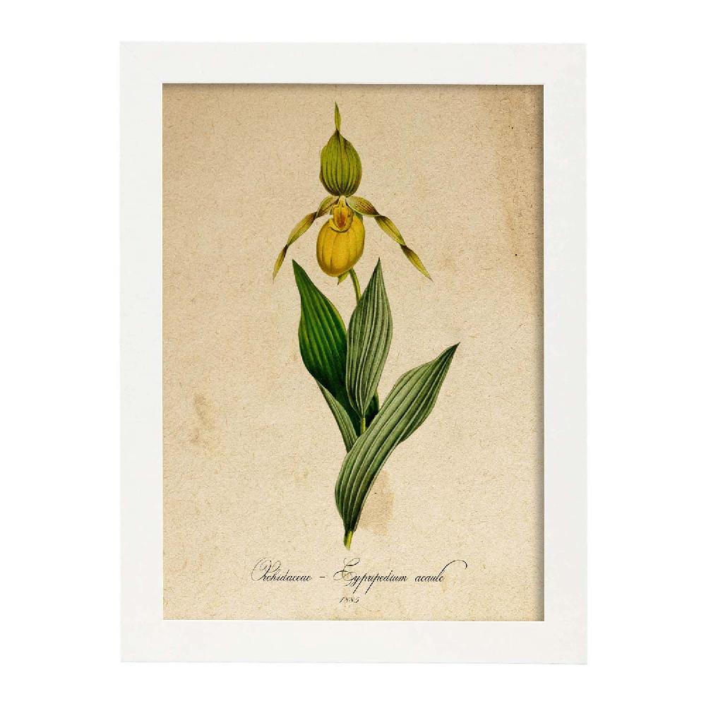 Nacnic Lámina Vintage Orchidaceae Amarilla