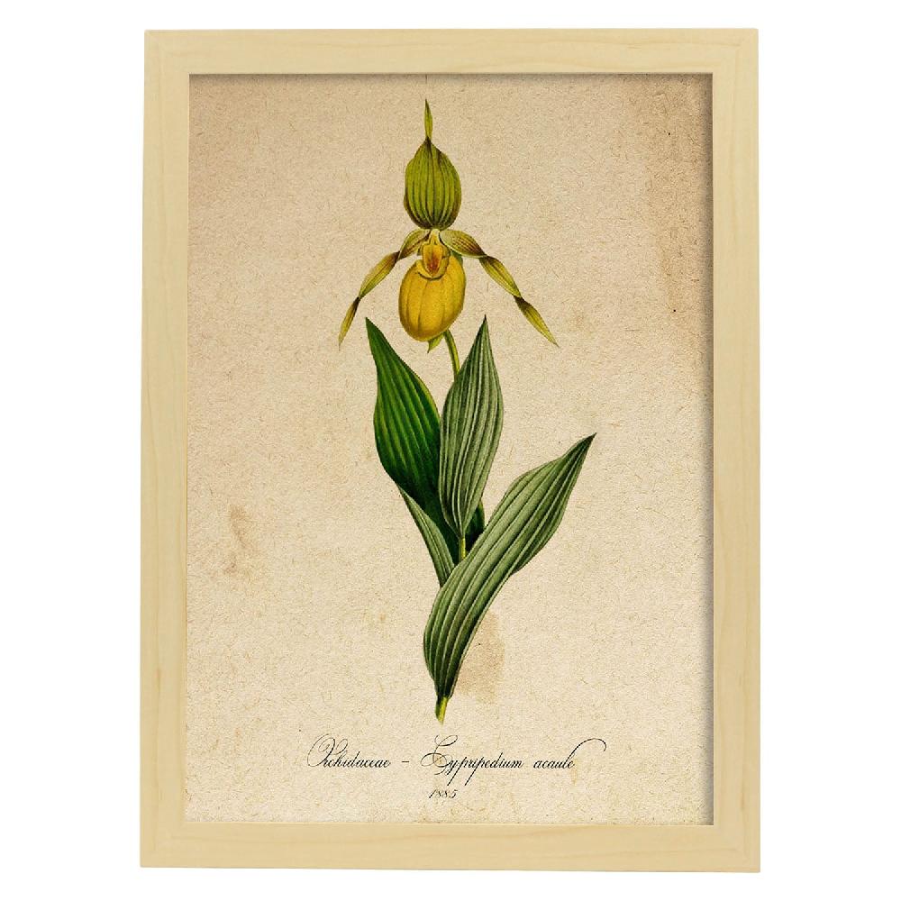 Nacnic Lámina Vintage Orchidaceae Amarilla