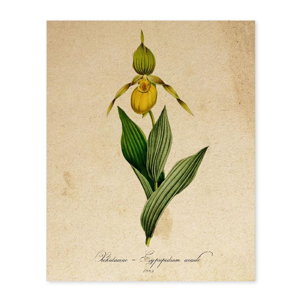 nacnic Lámina Vintage Orchidaceae Amarilla