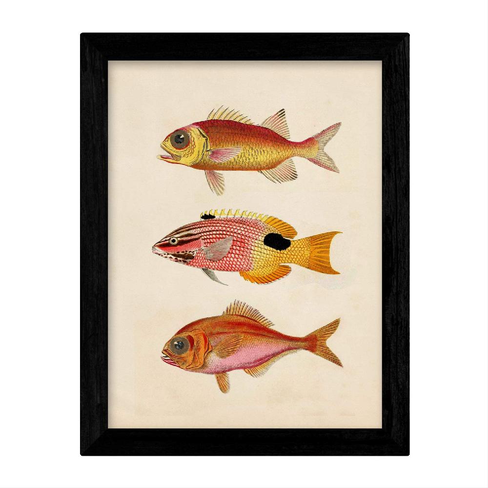 Nacnic Láminas De Peces Coloridos Vintage - Set De 4