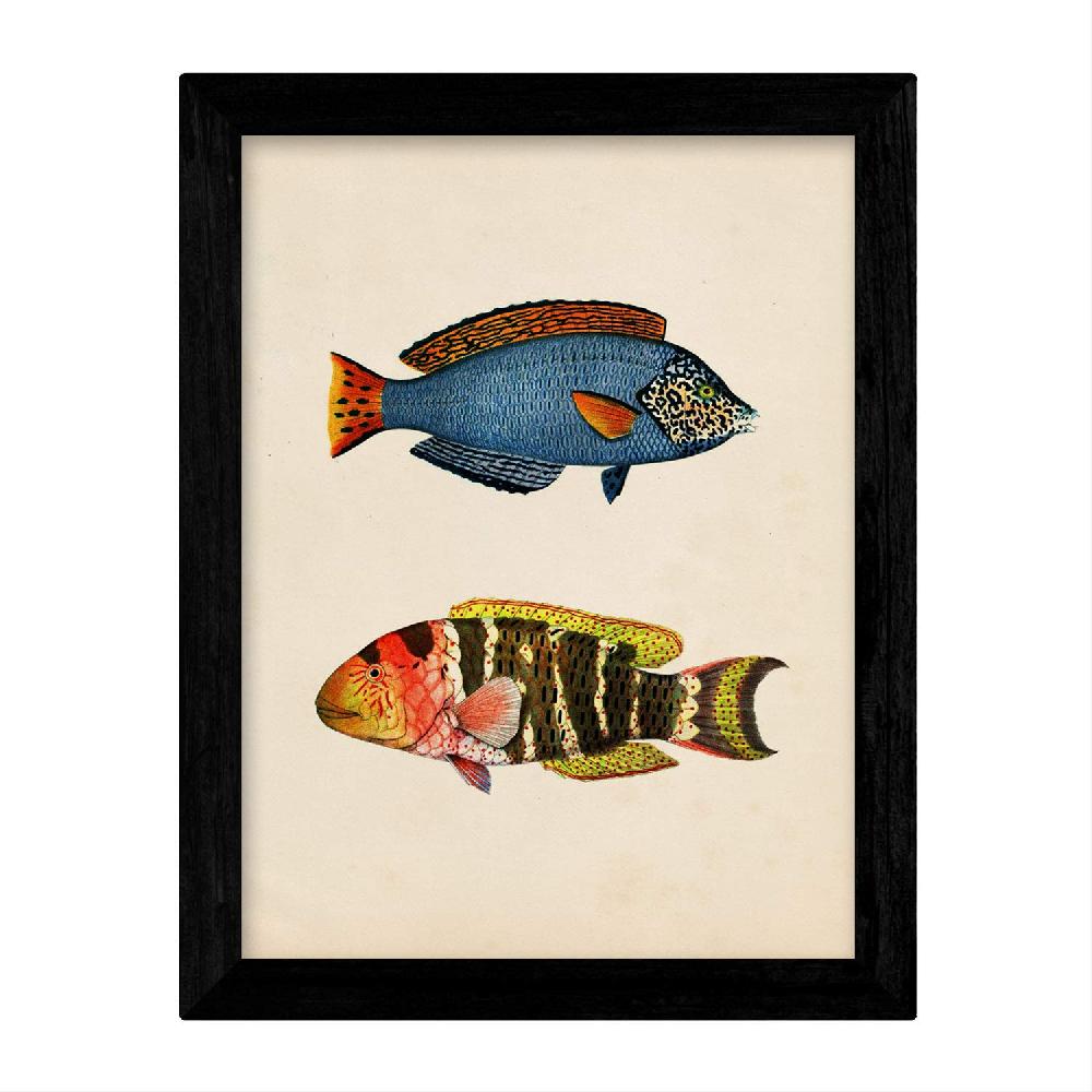 Nacnic Láminas De Peces Coloridos Vintage - Set De 4