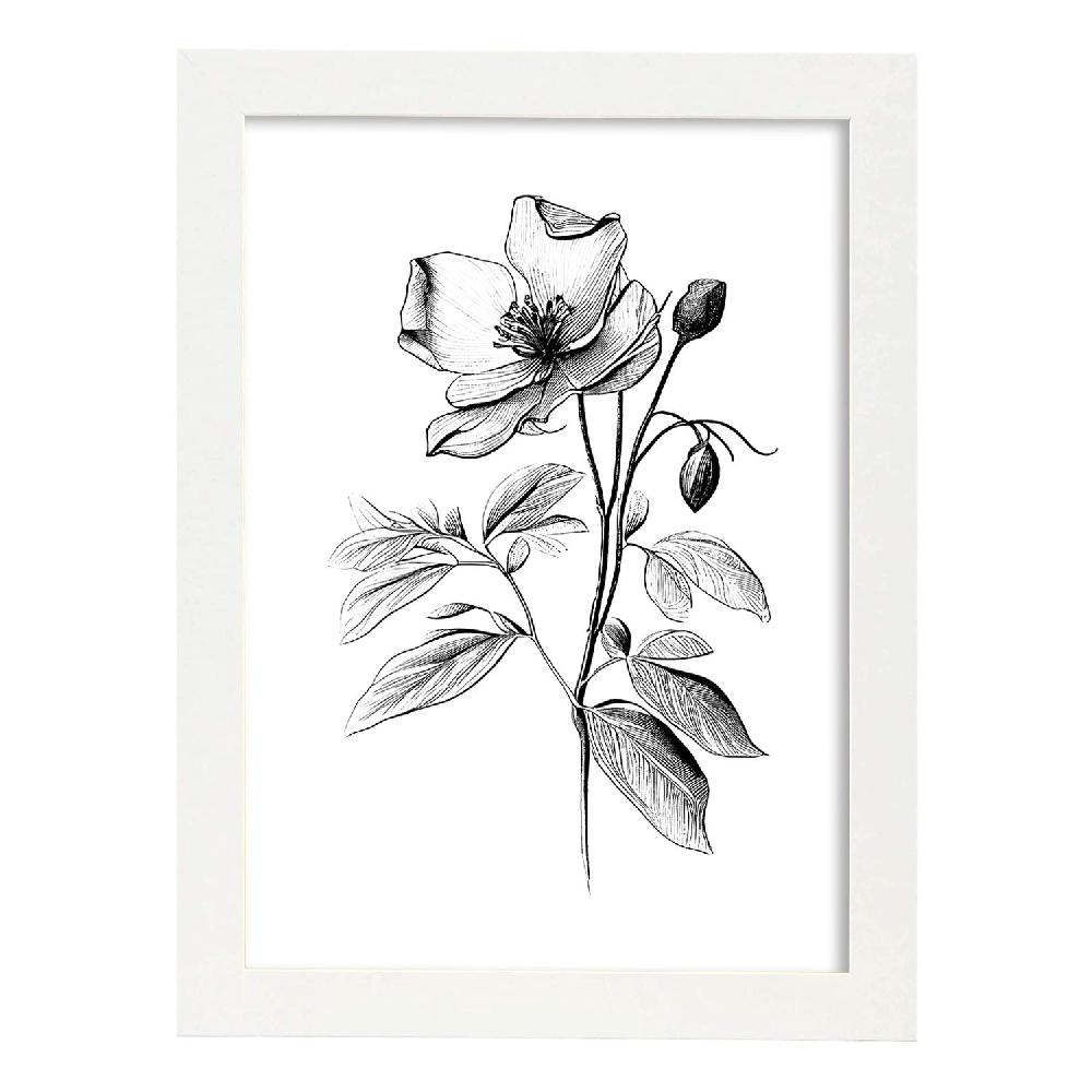 Nacnic Nacnic Laminas Minimalistas De Hellebore En Arte Lineal