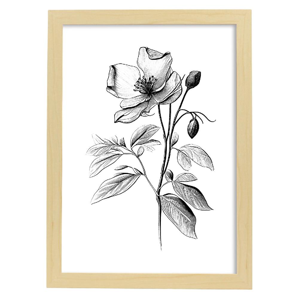 Nacnic Nacnic Laminas Minimalistas De Hellebore En Arte Lineal