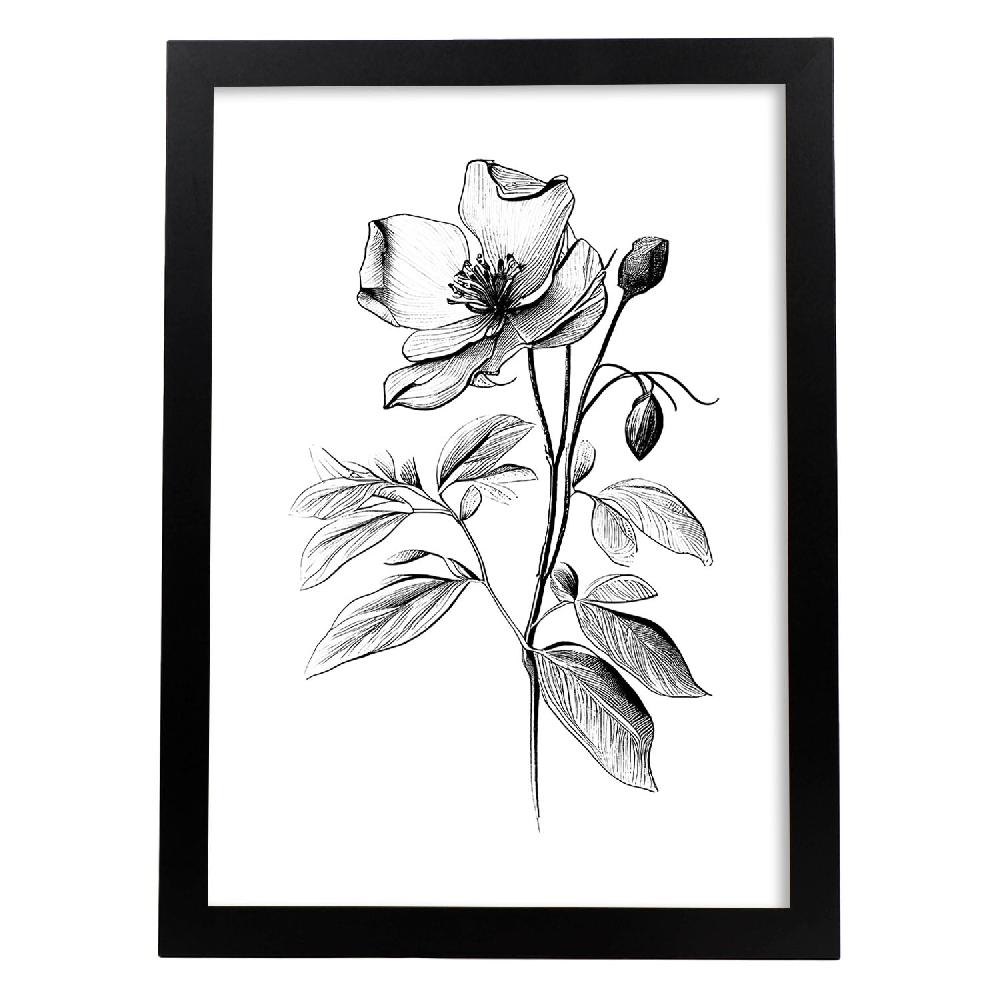 nacnic Nacnic Laminas Minimalistas de Hellebore en Arte Lineal