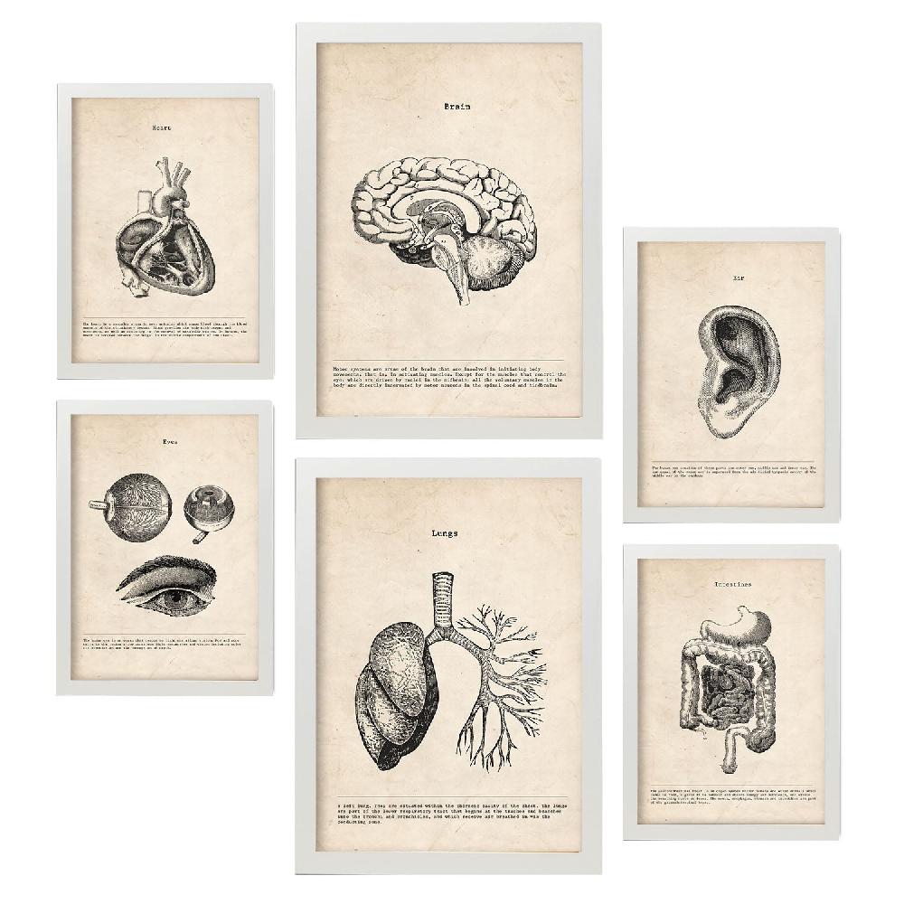 Nacnic Láminas Nacnic Organos Para Dormitorio