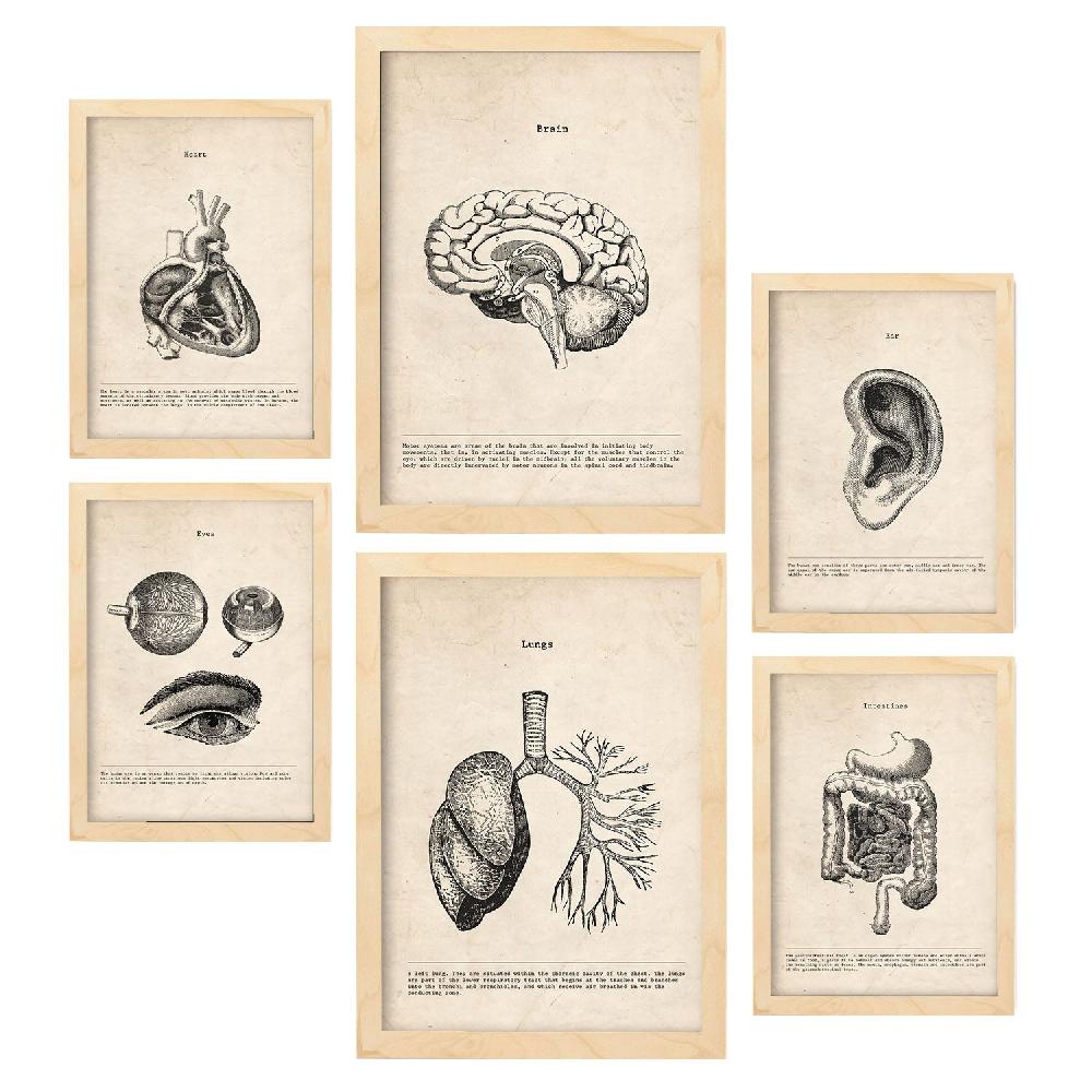 Nacnic Láminas Nacnic Organos Para Dormitorio