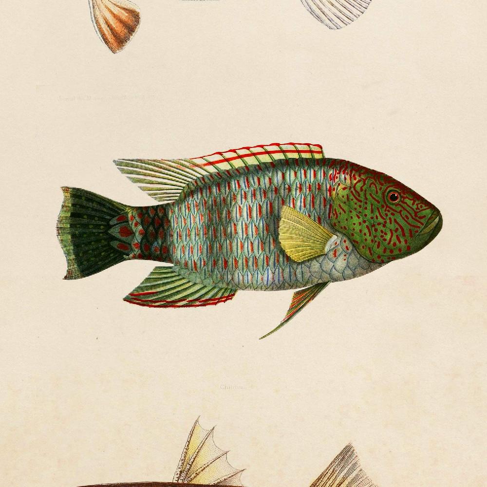 Nacnic Láminas Vintage De Peces Coloridos - Set De 4