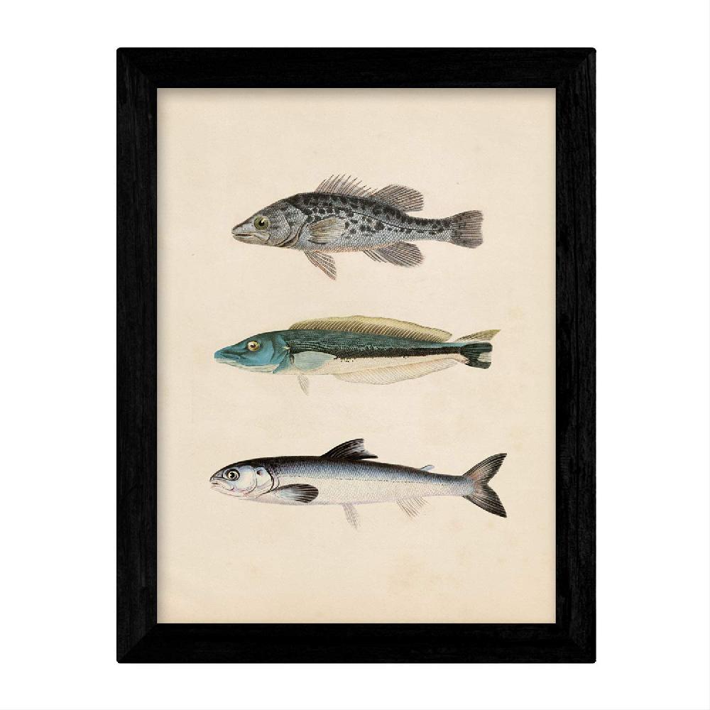 Nacnic Láminas Vintage De Peces Coloridos - Set De 4