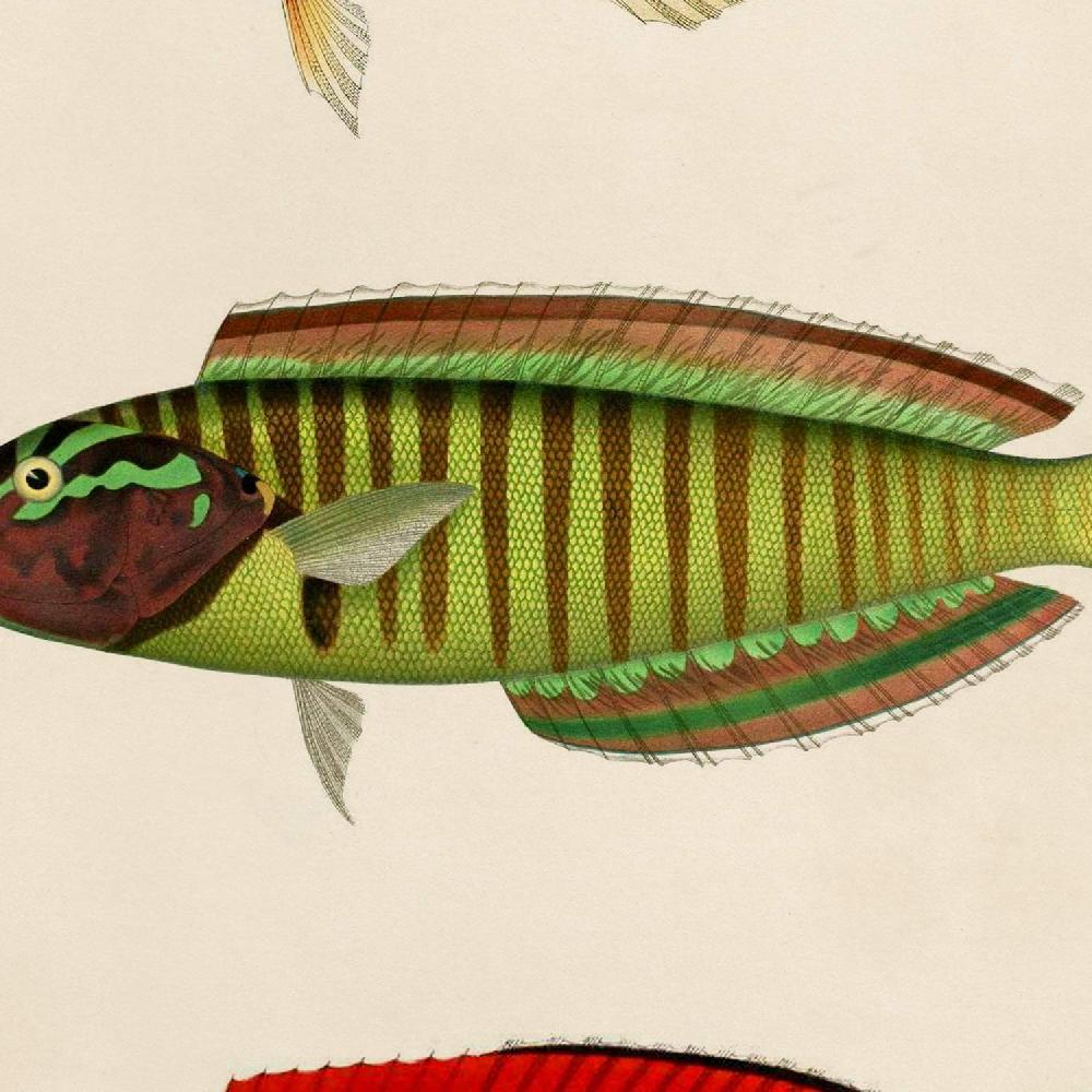 Nacnic Láminas Vintage De Peces Coloridos - Set De 4