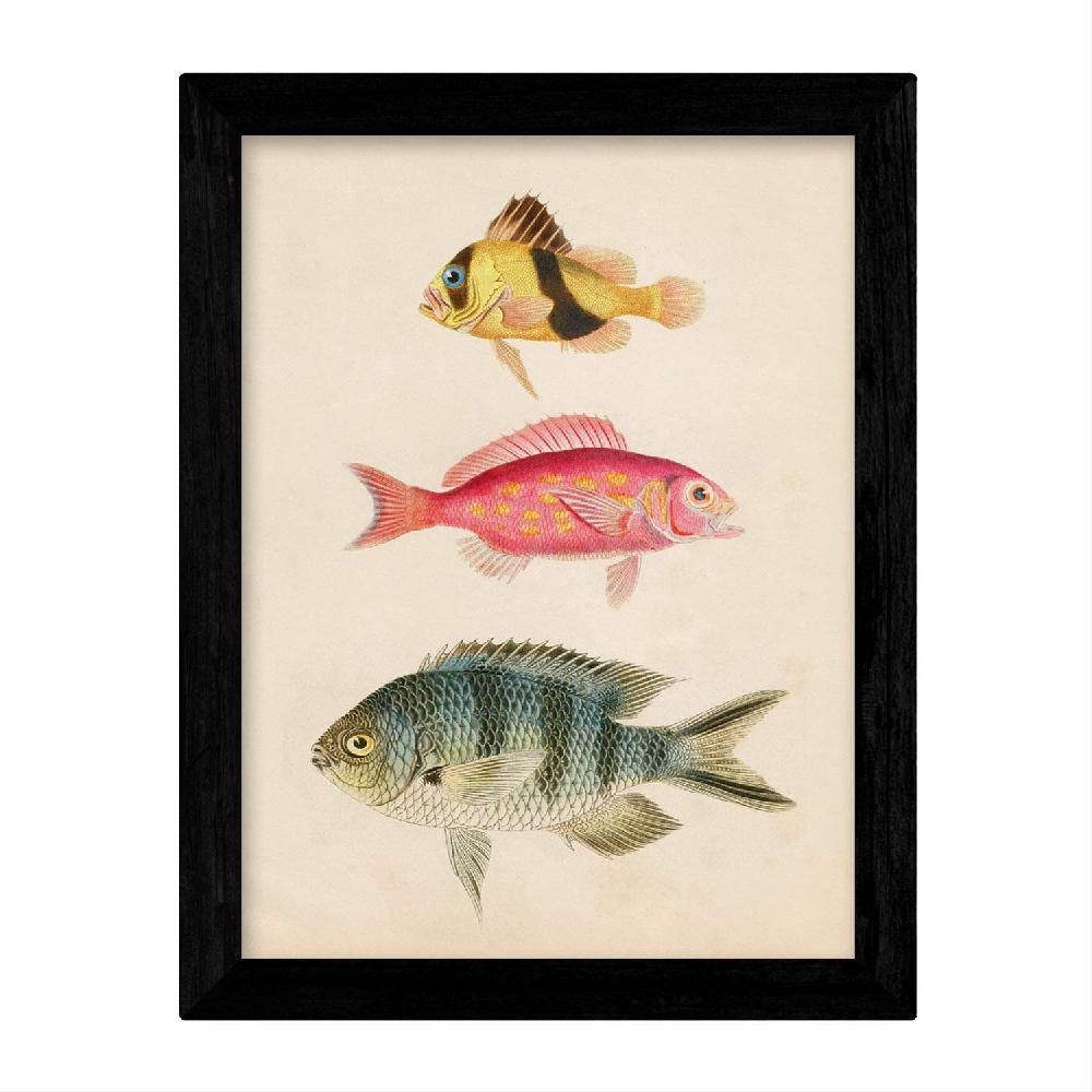 Nacnic Láminas Vintage De Peces Coloridos - Set De 4