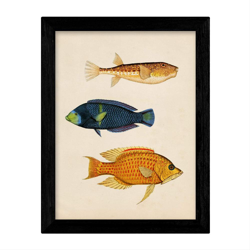 Nacnic Láminas Vintage De Peces Coloridos - Set De 4