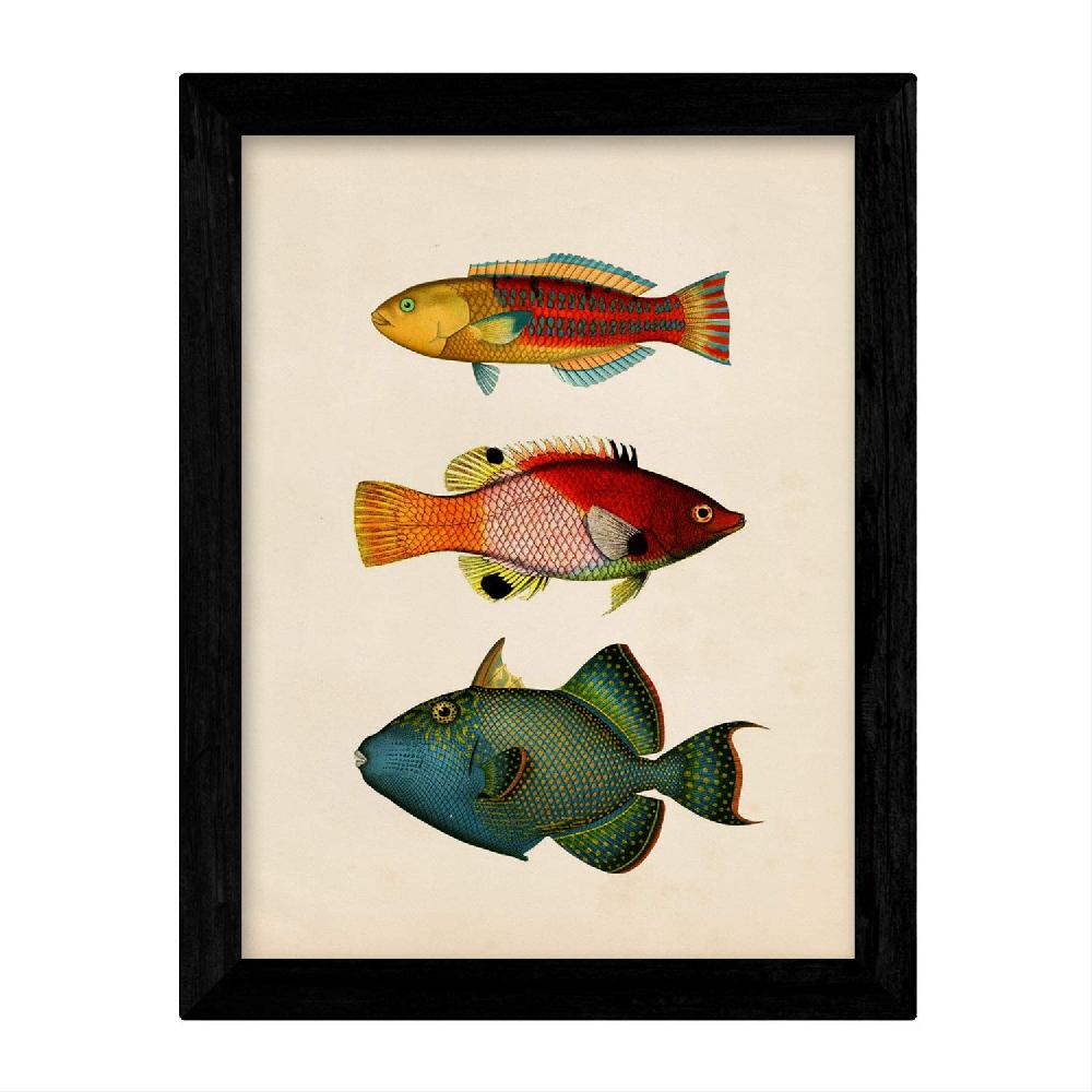 Nacnic Láminas Vintage De Peces Coloridos - Set De 4