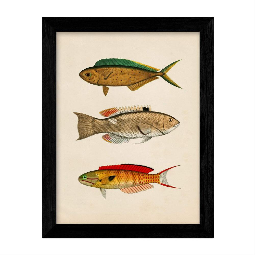 Nacnic Láminas Vintage De Peces Coloridos - Set De 4