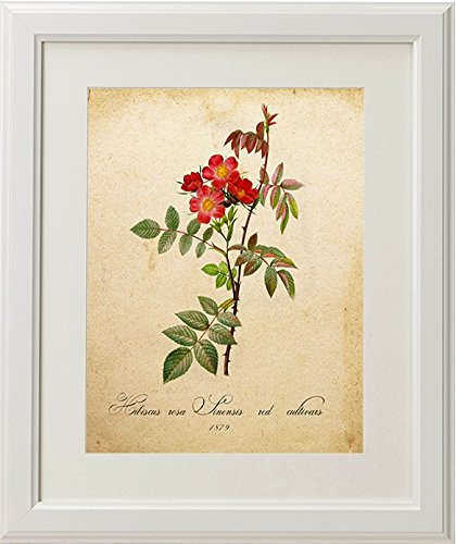 Nacnic Pack De Láminas Botánicas MI JARDÍN AZUL