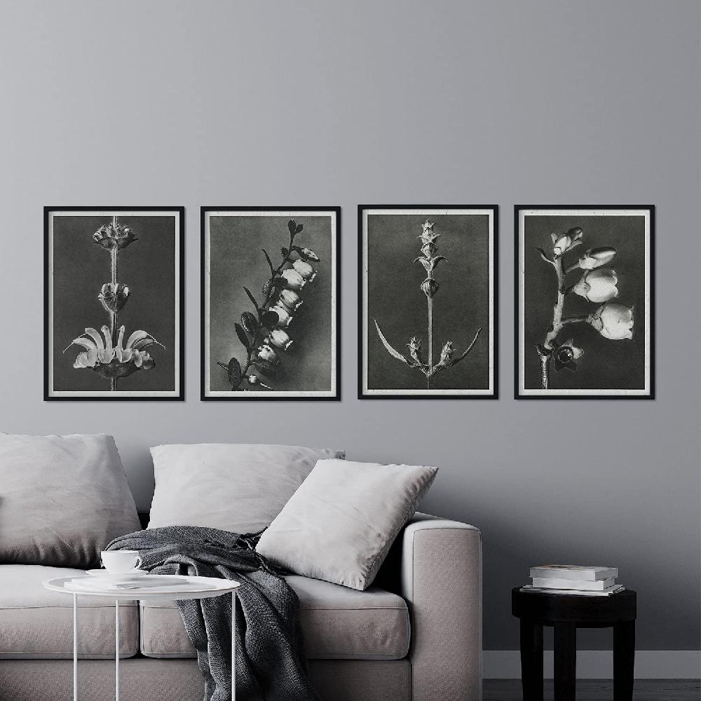 Nacnic Pack De Láminas De Flores Y Plantas Grises