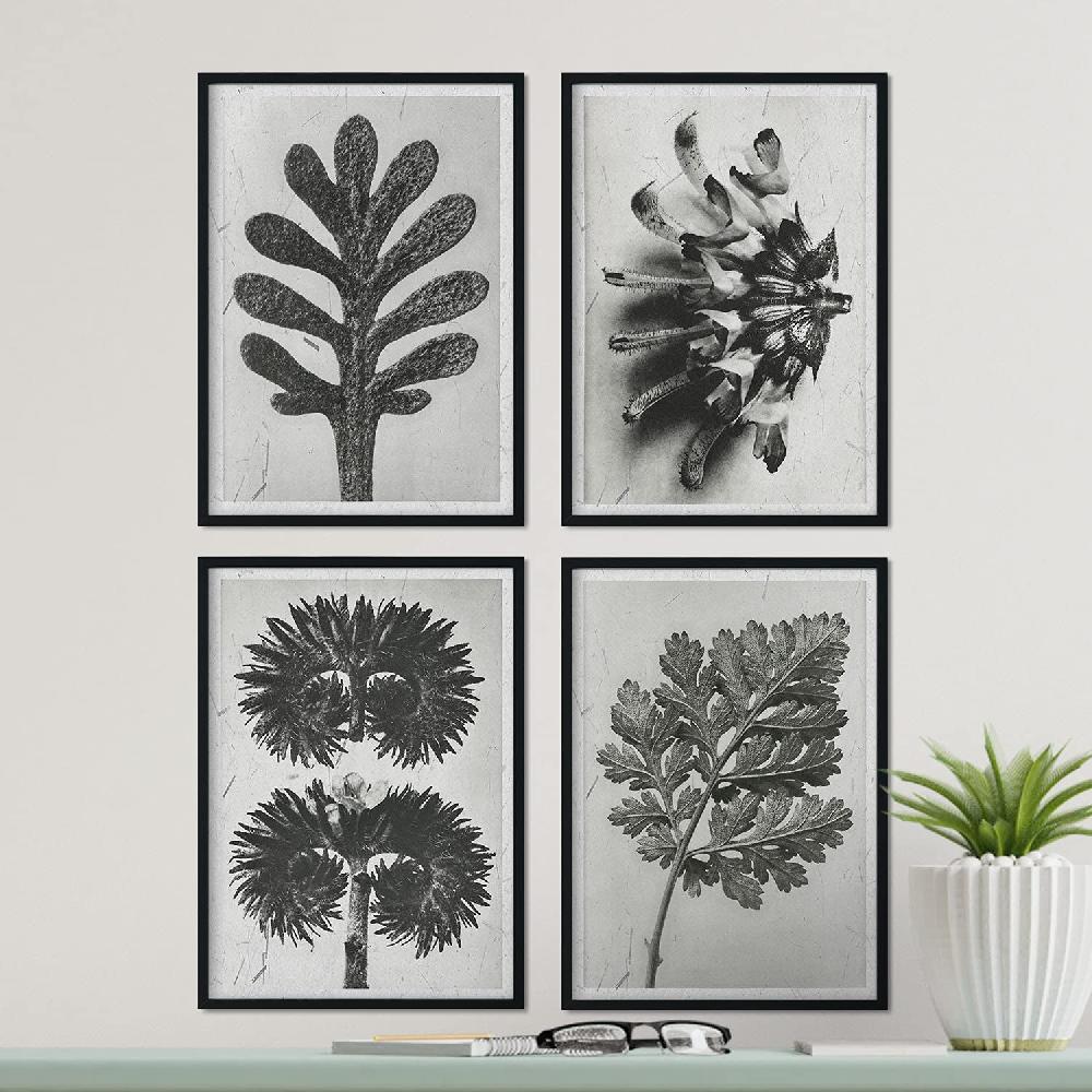 Nacnic Pack De Láminas De Flores Y Plantas Grises