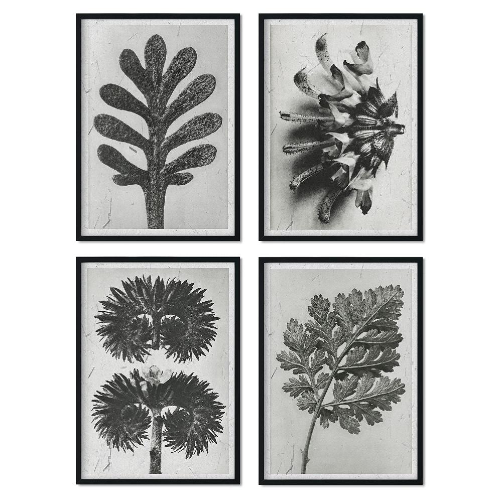 nacnic Pack de láminas de flores y plantas grises