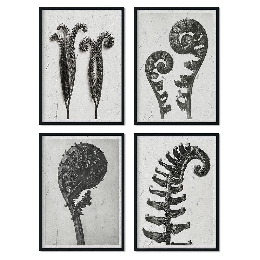 nacnic Pack Helechos en Tonos Grises