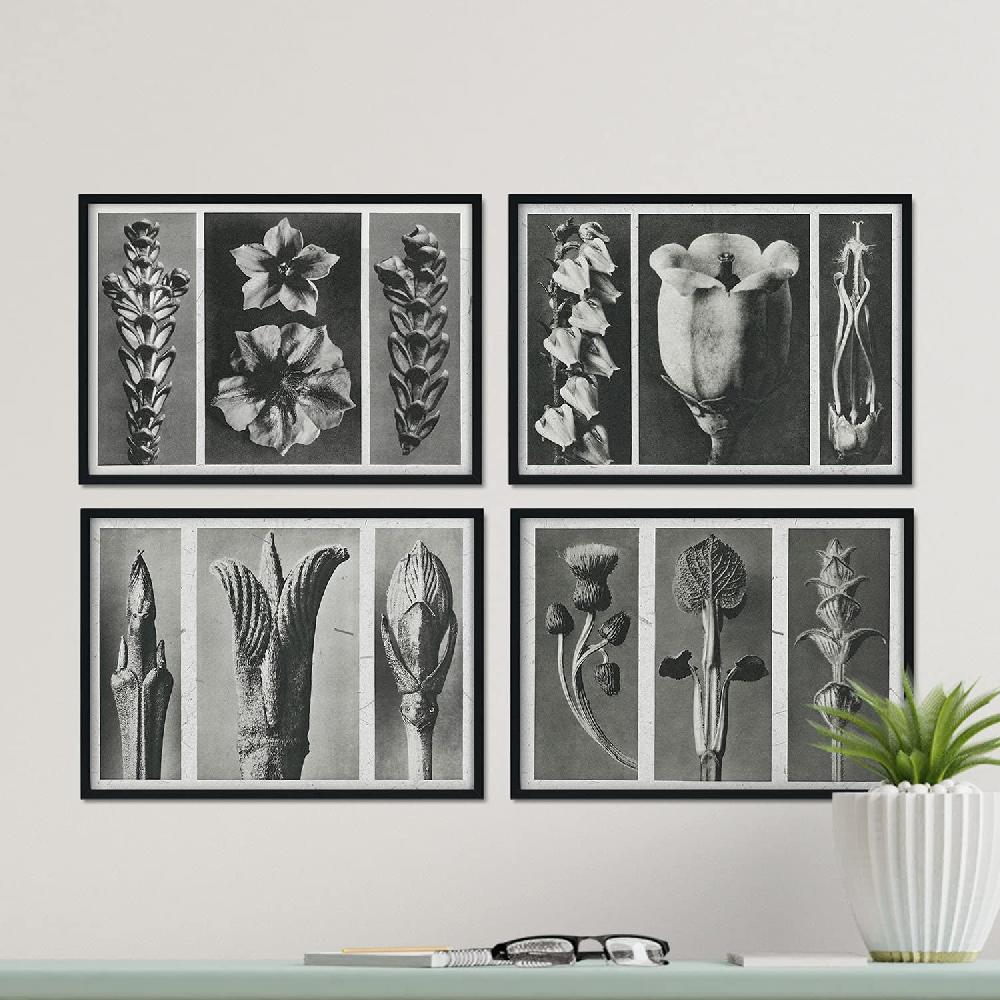 Nacnic Pack Láminas Flores Y Plantas Grises