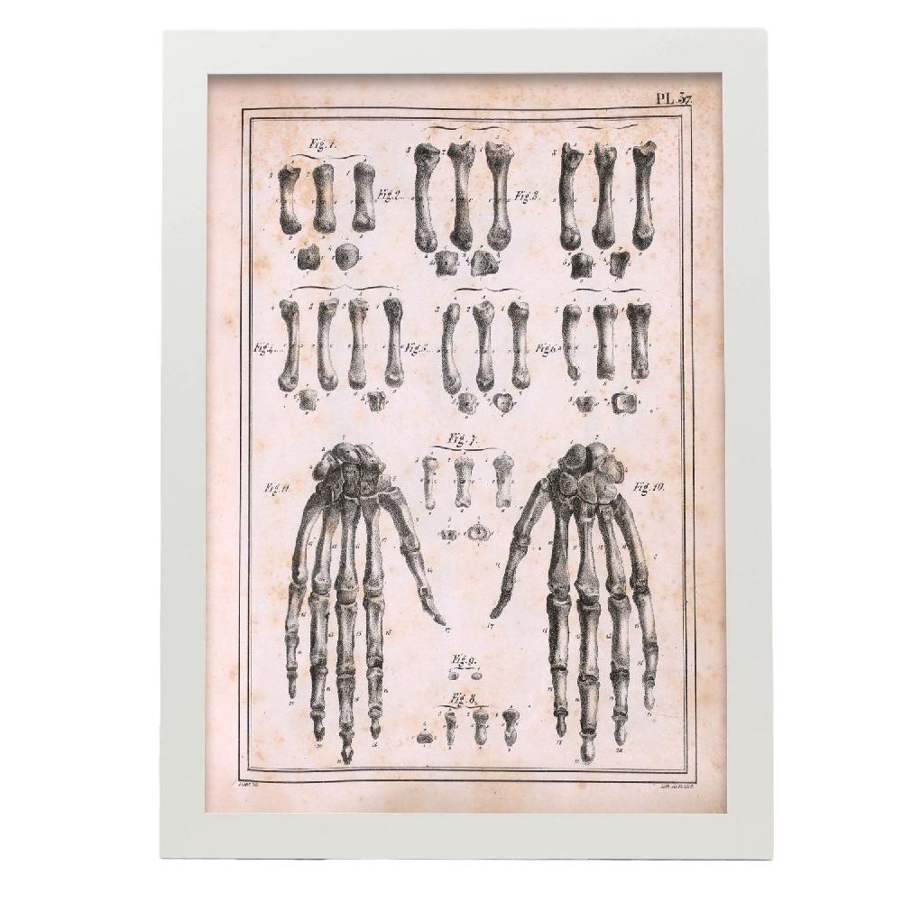 Nacnic Paillou Carpal Bones And Metacarpus