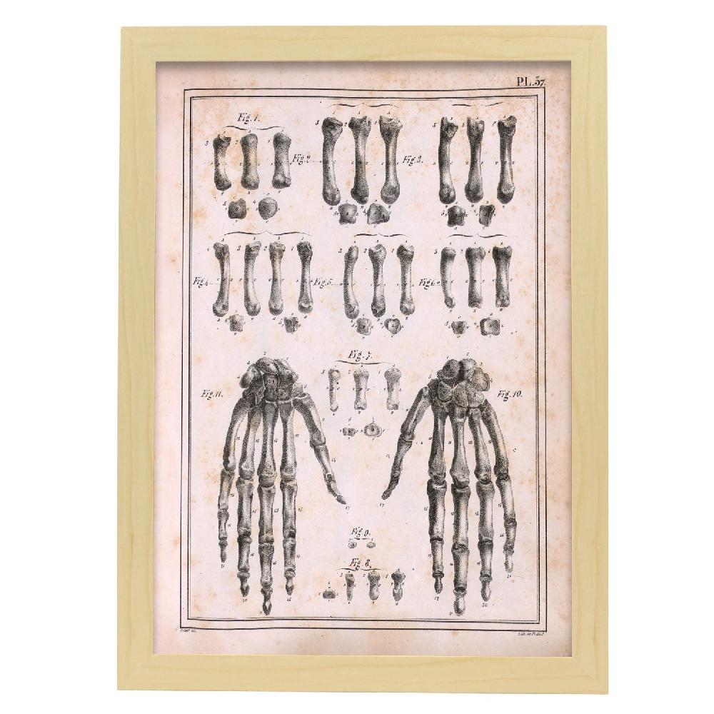 Nacnic Paillou Carpal Bones And Metacarpus