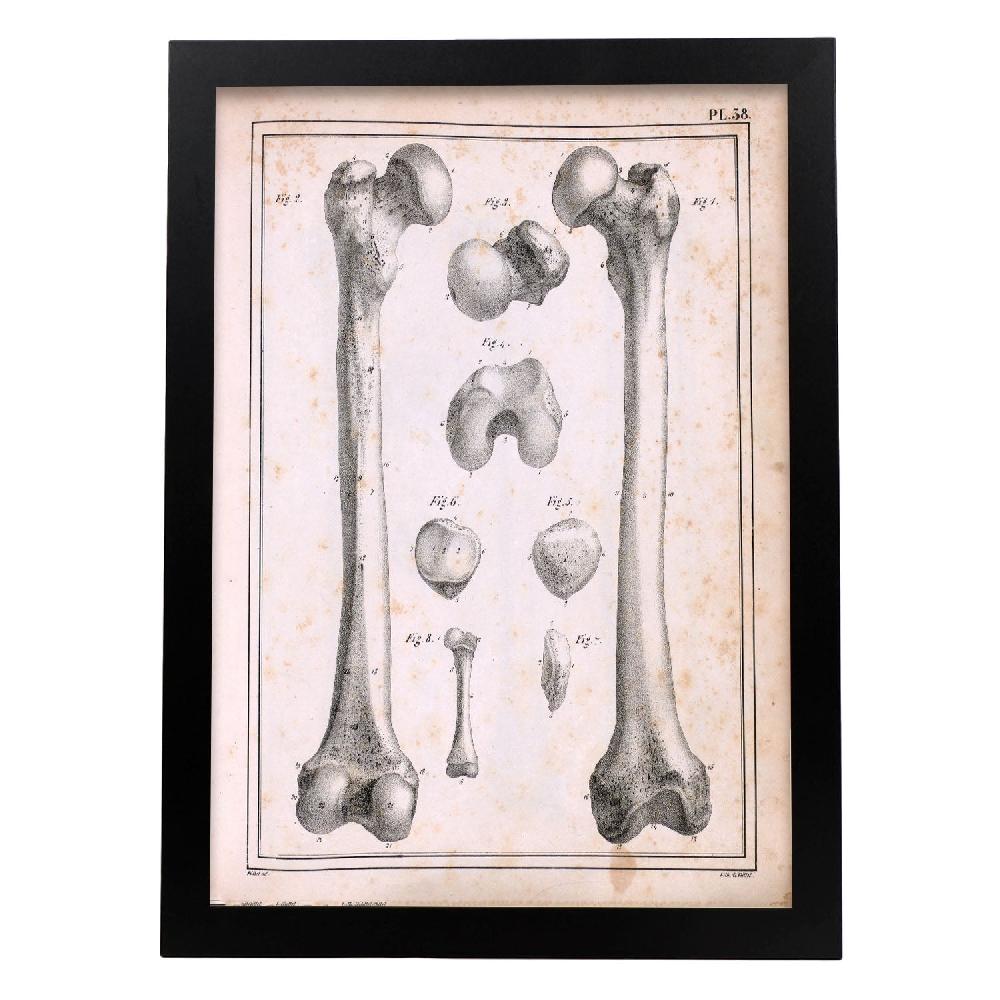 Nacnic Paillou Femur Of An Adult And Fetus