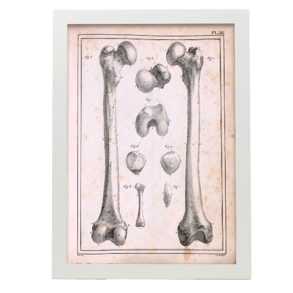 Nacnic Paillou Femur Of An Adult And Fetus