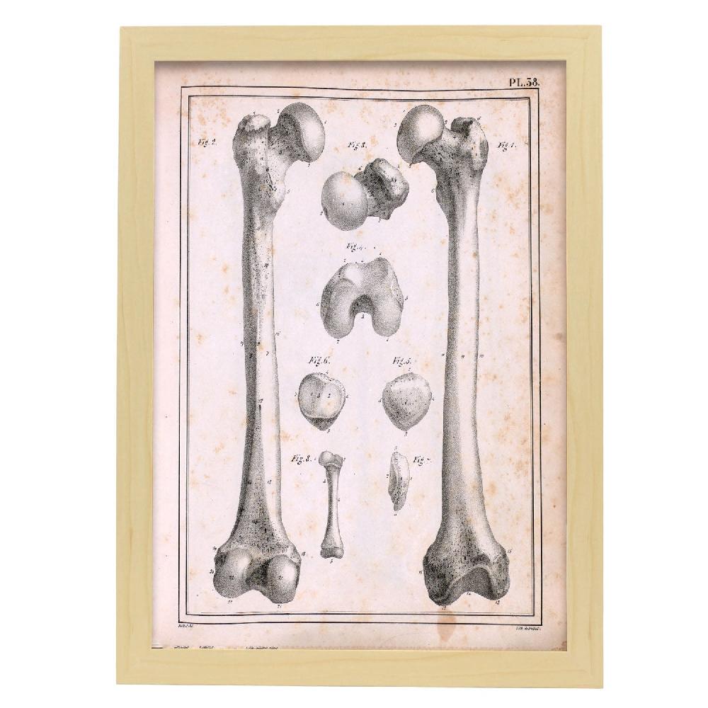 Nacnic Paillou Femur Of An Adult And Fetus