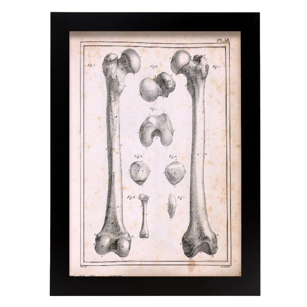 nacnic Paillou Femur of an adult and fetus