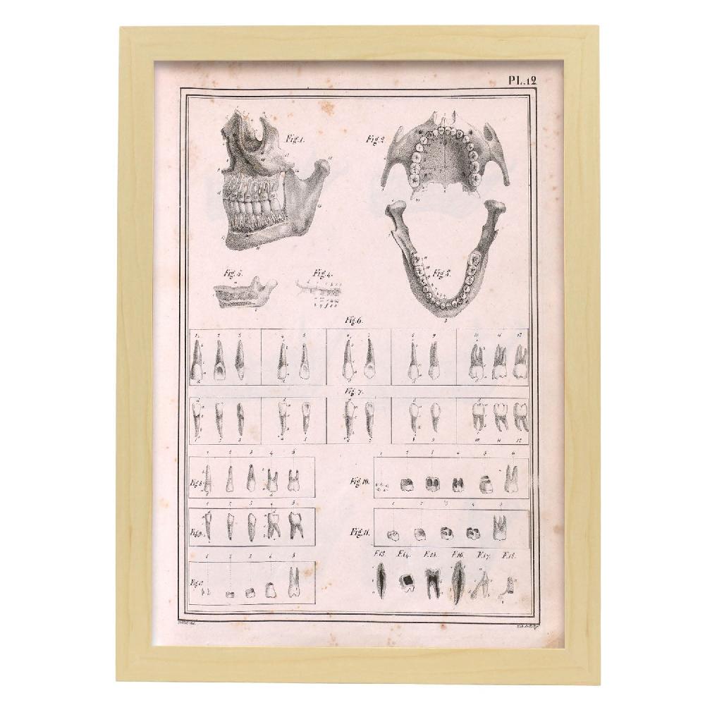 Nacnic Paillou Teeth Maxilla And Mandible