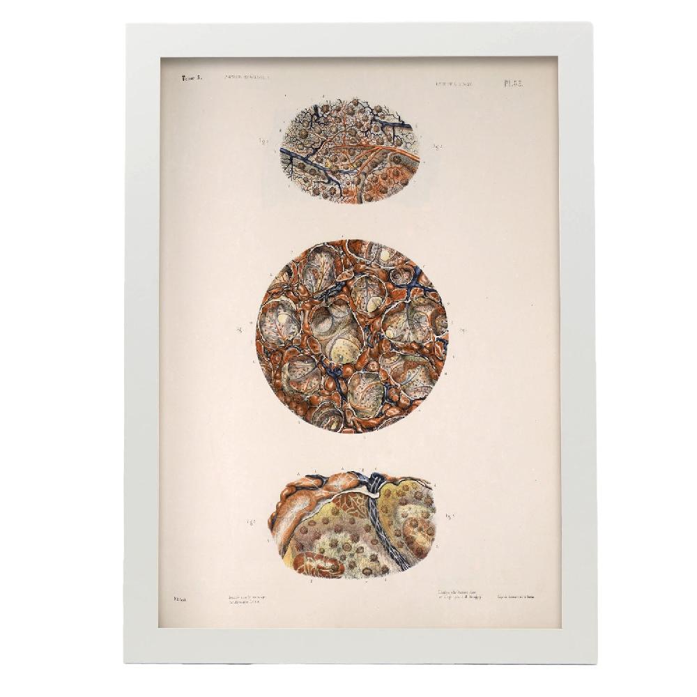 Nacnic Póster De Anatomía Del Bazo