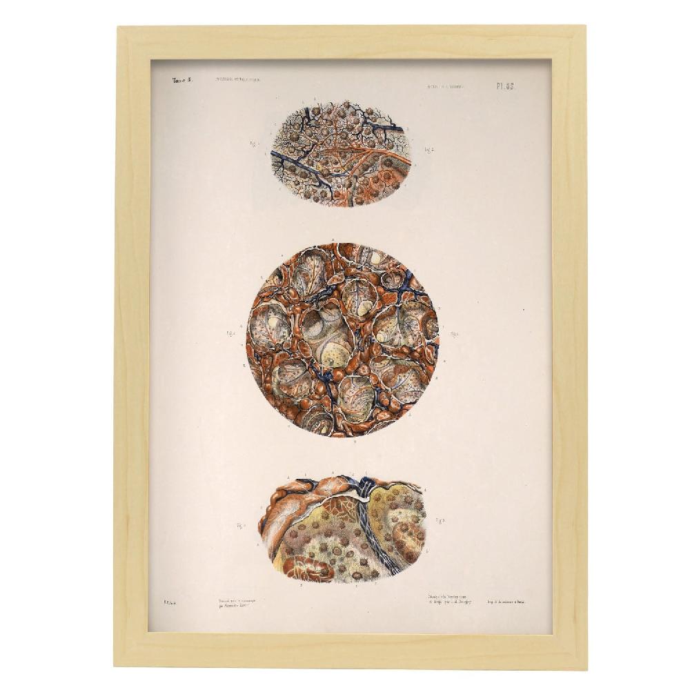 Nacnic Póster De Anatomía Del Bazo